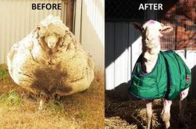 Do Sheep Enjoy Being Sheared?