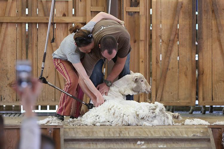 do-sheep-get-cold-after-shearing-domeei